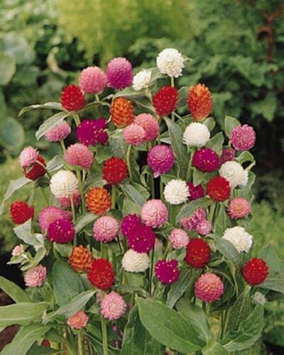 Gomphrena Buddy Series Mix Annual Seeds USA Seller