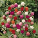 Gomphrena Buddy Series Mix Annual Seeds USA Seller
