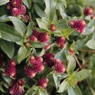 Gomphrena Buddy Series Rose Annual Seeds USA Seller