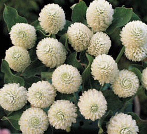 Gomphrena Buddy Series White Annual Seeds USA Seller