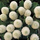 Gomphrena Buddy Series White Annual Seeds USA Seller