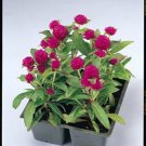 Gomphrena Gnome Series Purple Annual Seeds USA Seller