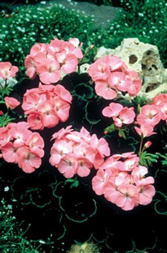 Geranium Zonal Black Velvet Series Rose Seeds USA Seller