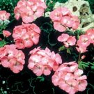 Geranium Zonal Black Velvet Series Rose Seeds USA Seller Geranium Zonal Black Velvet Series Rose Seeds USA Seller