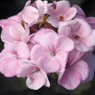 Geranium Zonal Maverick Series Appleblossom Seeds USA Seller