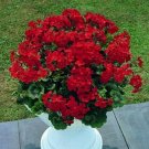 Geranium Zonal Breakaway Red Annual Seeds USA Seller