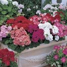 Geranium Zonal Multibloom Series Mix Seeds USA Seller