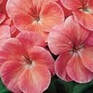 Geranium Zonal Ringo 2000 Series Salmon Seeds USA Seller