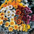 Gazania Talent Series Mix Annual Seeds USA Seller