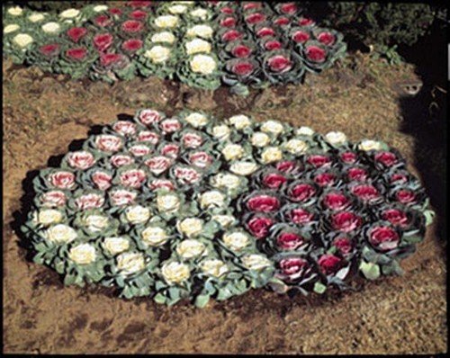 Flowering Cabbage Tokyo Series Mix Annual Seeds USA Seller