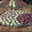Flowering Cabbage Tokyo Series Mix Annual Seeds USA Seller