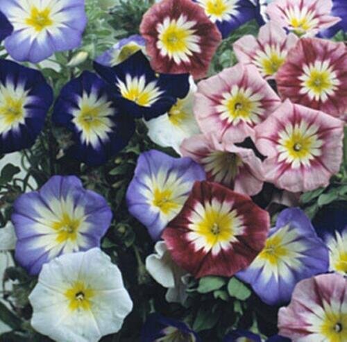 Convolvulus Choice Mix Annual Seeds USA Seller