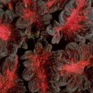 Coleus Black Dragon Annual Seeds USA Seller