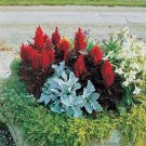 Celosia New Look Annual Seeds USA Seller