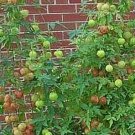 Cardiospermum Love In A Puff Annual Seeds USA Seller