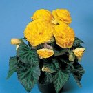 Begonia Tuberous Non Stop Pl Series Yellow Seeds USA Seller