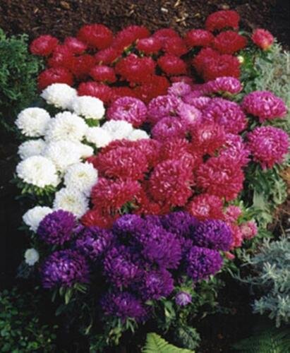 Aster Perfection Mix Annual Seeds USA Seller