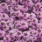 Alyssum Wonderland Series Lavender Annual Seeds USA Seller