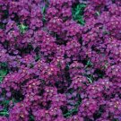 Alyssum Wonderland Series Deep Purple Annual Seeds USA Seller