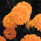 Calendula Prince Series Orange Annual Seeds USA Seller Calendula Prince Series Orange Annual Seeds USA Seller