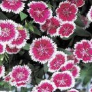 Dianthus Telstar Series Purple Picotee Annual Seeds USA Seller