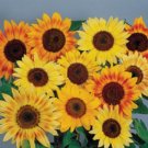 Helianthus Sunflower Musicbox Annual Seeds USA Seller