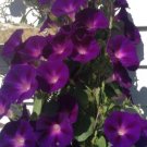 Morning Glory Ipomoea Kniolas Black Annual Seeds USA Seller