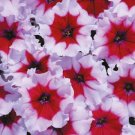 Petunia Celebrity Burgundy Frost Annual Seeds USA Seller