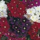 Verbena Quartz Mix Annual Seeds USA Seller