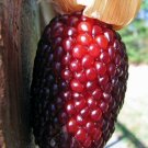 20 Red Strawberry Popcorn Seedszea Mays Ruby Indian Corn Maize Garden USA Seller 20 Red Strawberry Popcorn Seedszea Mays Ruby Indian Corn Maize Garden USA Seller