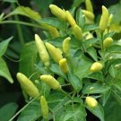 30 Tabasco Hot Pepper Seeds Hot Chili Pepper Made Tabasco Sauce Fresh Garden USA Seller 30 Tabasco Hot Pepper Seeds Hot Chili Pepper Made Tabasco Sauce Fresh Garden USA Seller