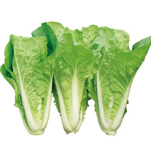500 Chinese Cabbage Seeds Pak Choi Kuai Cai Fast Grow Cabbage USA Seller