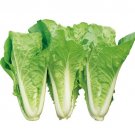 500 Chinese Cabbage Seeds Pak Choi Kuai Cai Fast Grow Cabbage USA Seller 500 Chinese Cabbage Seeds Pak Choi Kuai Cai Fast Grow Cabbage USA Seller