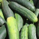 25 Cucumber Seeds Marketmore Cucumber Fesh Garden Seeds USA Seller
