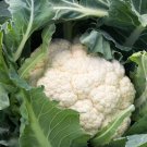 200 Cauliflower Seeds Snowball Self Blanching Cauliflowerbrassica Oleraceausa USA Seller