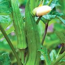 50 Okra Seeds Clemson Spineless Okra Super Healthy Vegetable USA Seller 50 Okra Seeds Clemson Spineless Okra Super Healthy Vegetable USA Seller