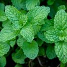 100 Peppermint Seedsmentha Piperita Heirloom Perennial Herbal USA Seller