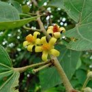 Grewia Asiatica Phalsa Falsa 10 Seeds USA Seller