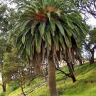 Phoenix Canariensis Canary Island Date Palm 10 Seeds USA Seller
