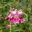 Chilopsis Linearis Subsp Arcuata Desert Willow 25 Seeds USA Seller Chilopsis Linearis Subsp Arcuata Desert Willow 25 Seeds USA Seller