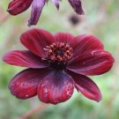 Cosmos Atrosanguineus Black Magic Chocolate Cosmos 5 Seeds USA Seller