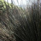 Thamnochortus Spicigerus Large Thatching Reed 10 Seeds USA Seller Thamnochortus Spicigerus Large Thatching Reed 10 Seeds USA Seller