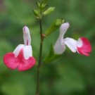 Salvia Microphylla Hot Lips 5 Seeds USA Seller