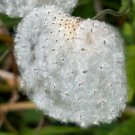 Anemone Cylindrica Thimbleweed Cottonweed 20 Seeds USA Seller