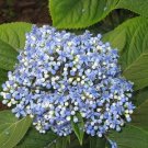 Dichroa Febrifuga Blue Evergreen Hydrangea 20 Seeds USA Seller Dichroa Febrifuga Blue Evergreen Hydrangea 20 Seeds USA Seller