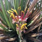 Agave Lechuguilla Lechuguilla 10 Seeds USA Seller