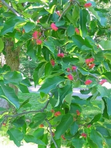 Magnolia Acuminata Cucumber Tree 5 Seeds USA Seller