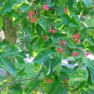 Magnolia Acuminata Cucumber Tree 5 Seeds USA Seller Magnolia Acuminata Cucumber Tree 5 Seeds USA Seller