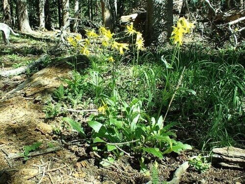Senecio Amplectens Showy Alpine Ragwort 10 Seeds USA Seller
