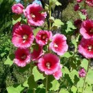 Alcea Rosea Hollyhock 100 Seeds USA Seller